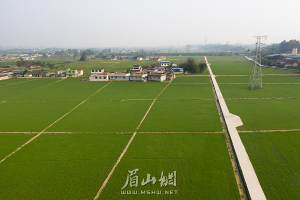 東坡區已建成的高標準農田。