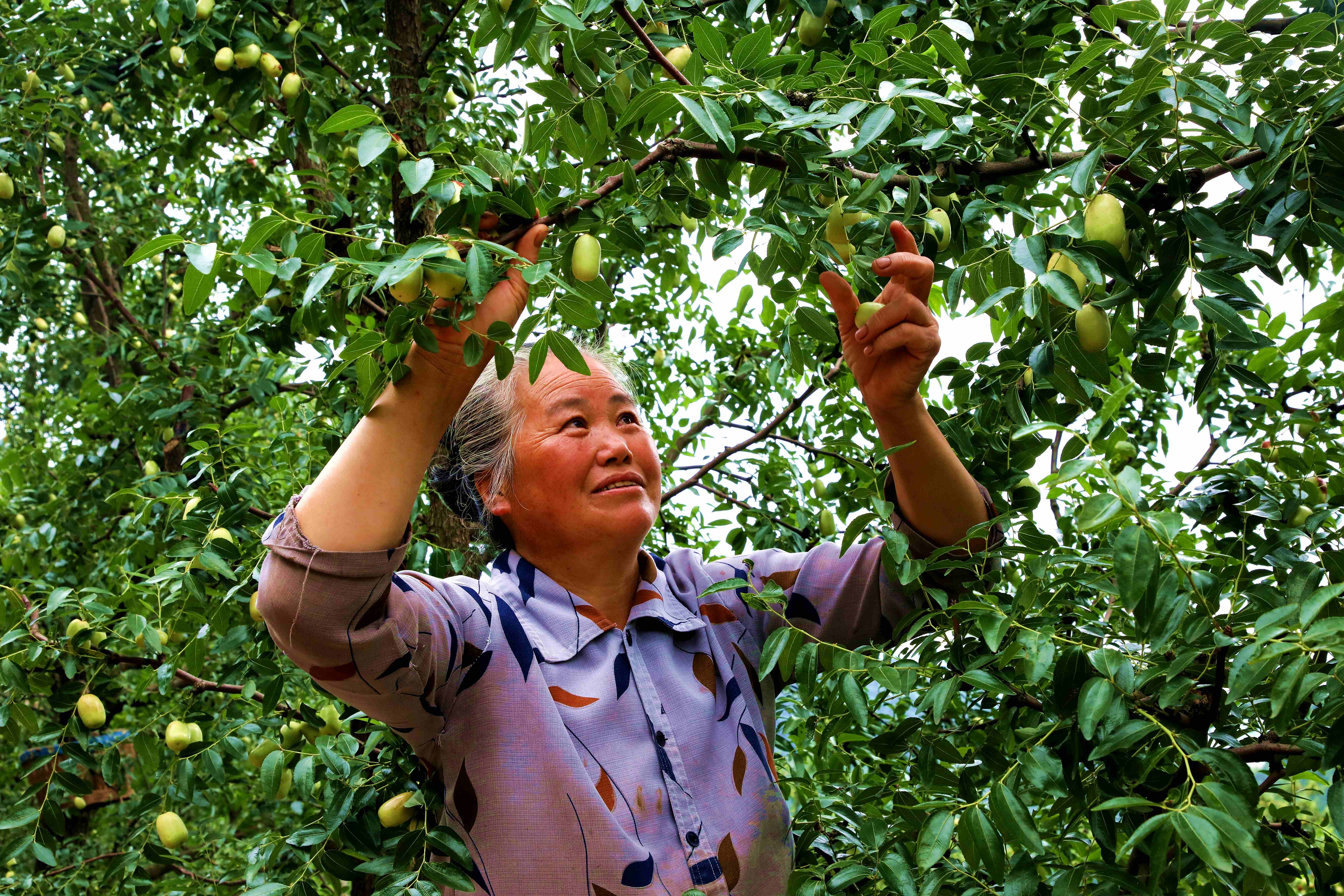 毛玉霞正在采摘鮮棗。.JPG