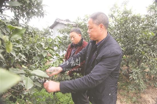 張生忠（右）為彭俊清講解修枝技巧。.jpg
