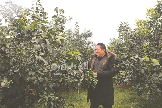 張裕孟在果園里進行春管。.jpg