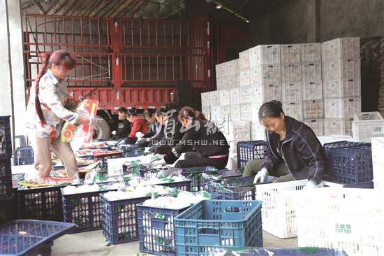 艾光村一家水果包裝廠內，工人們正在打包春見，運往外地。.jpg
