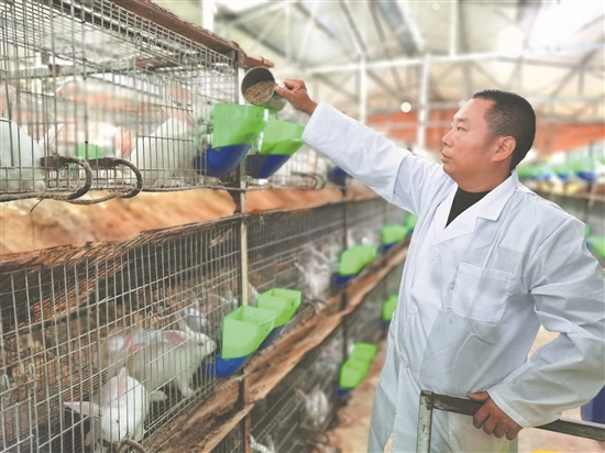 宋加明給兔子喂食。.jpg