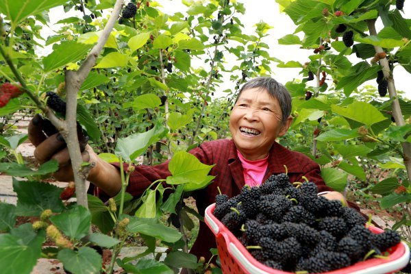  當地村民正在采摘桑葚。