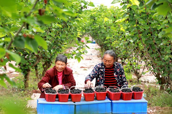 當地村民正在整理桑葚。