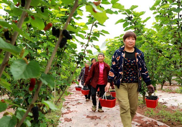 當地村民正在搬運桑葚。