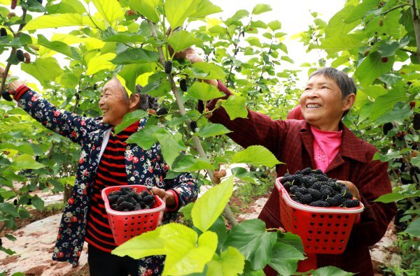 當地村民正在采摘桑葚。