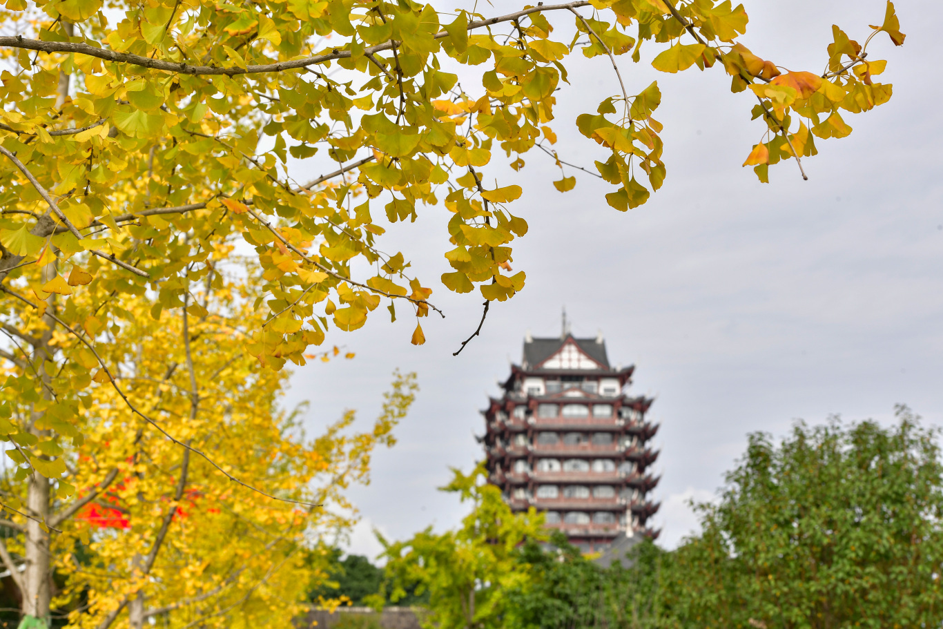 “杏”見遠(yuǎn)景。 眉山日報(bào)全媒體記者 廖波 攝于遠(yuǎn)景樓.jpg