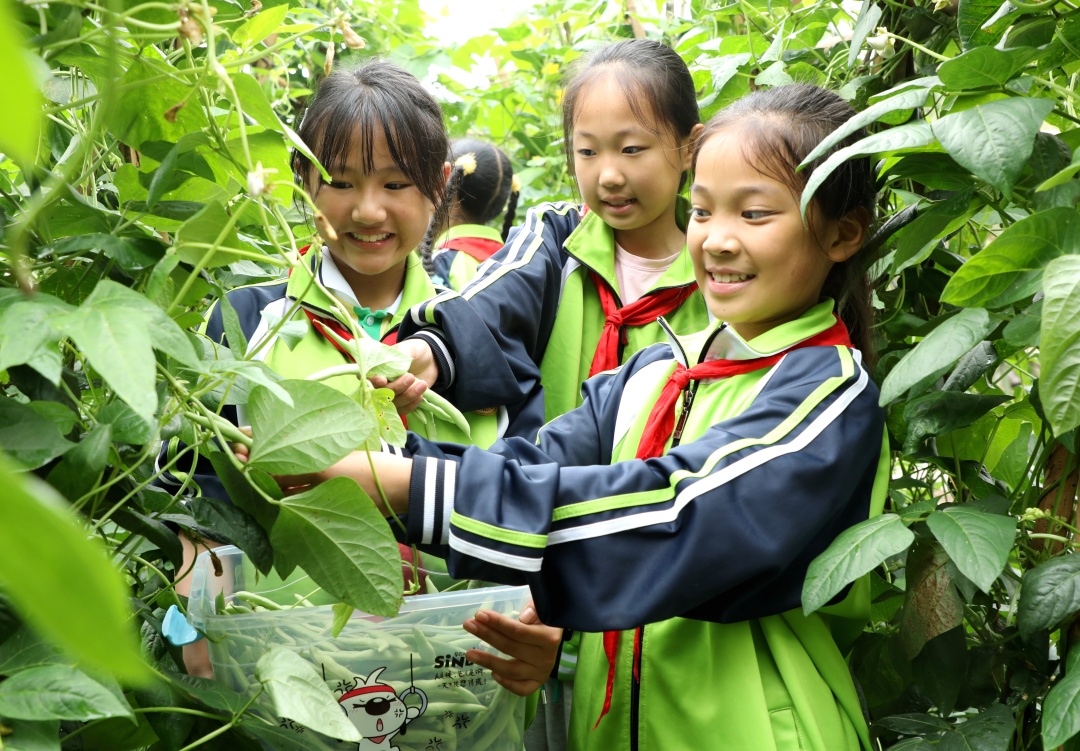 學(xué)生們正在采摘蔬菜。 (2).jpg
