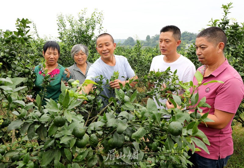 鄧強（中）向村民示范傳授柑橘的秋季管理技術。.jpg