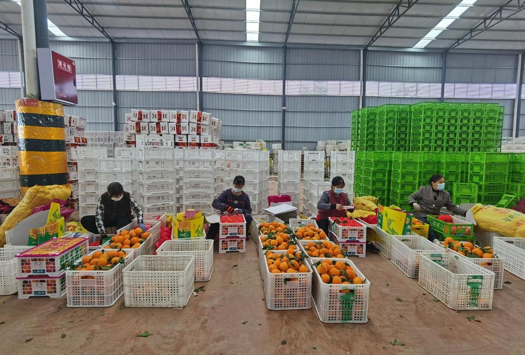 柑橘產業成為花橋村的致富“法寶”。.jpg