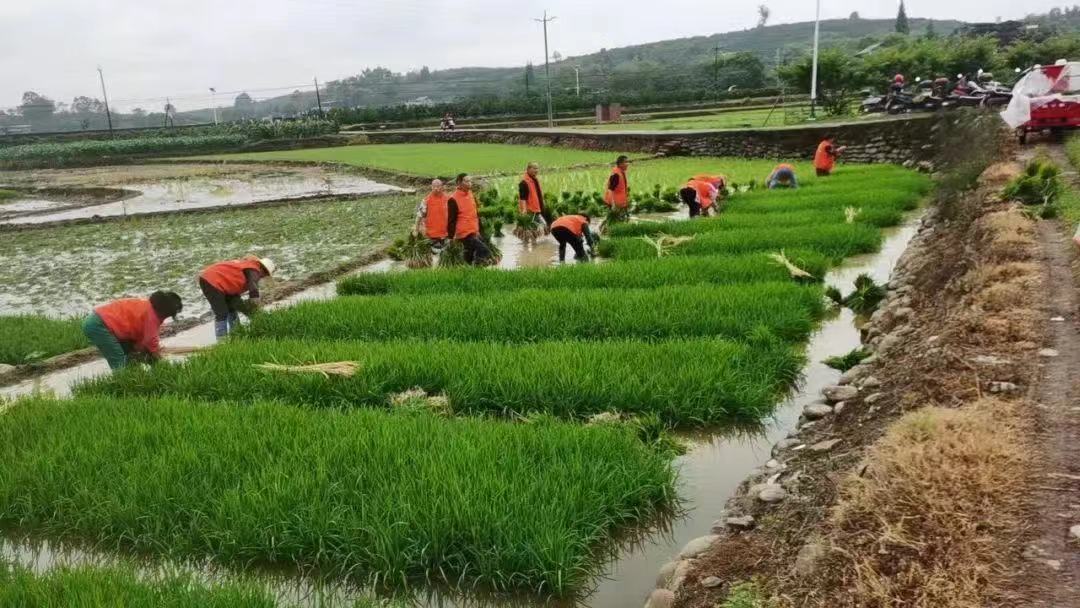 志愿者參與助農(nóng)活動(dòng)，分享勞動(dòng)喜悅。.jpg
