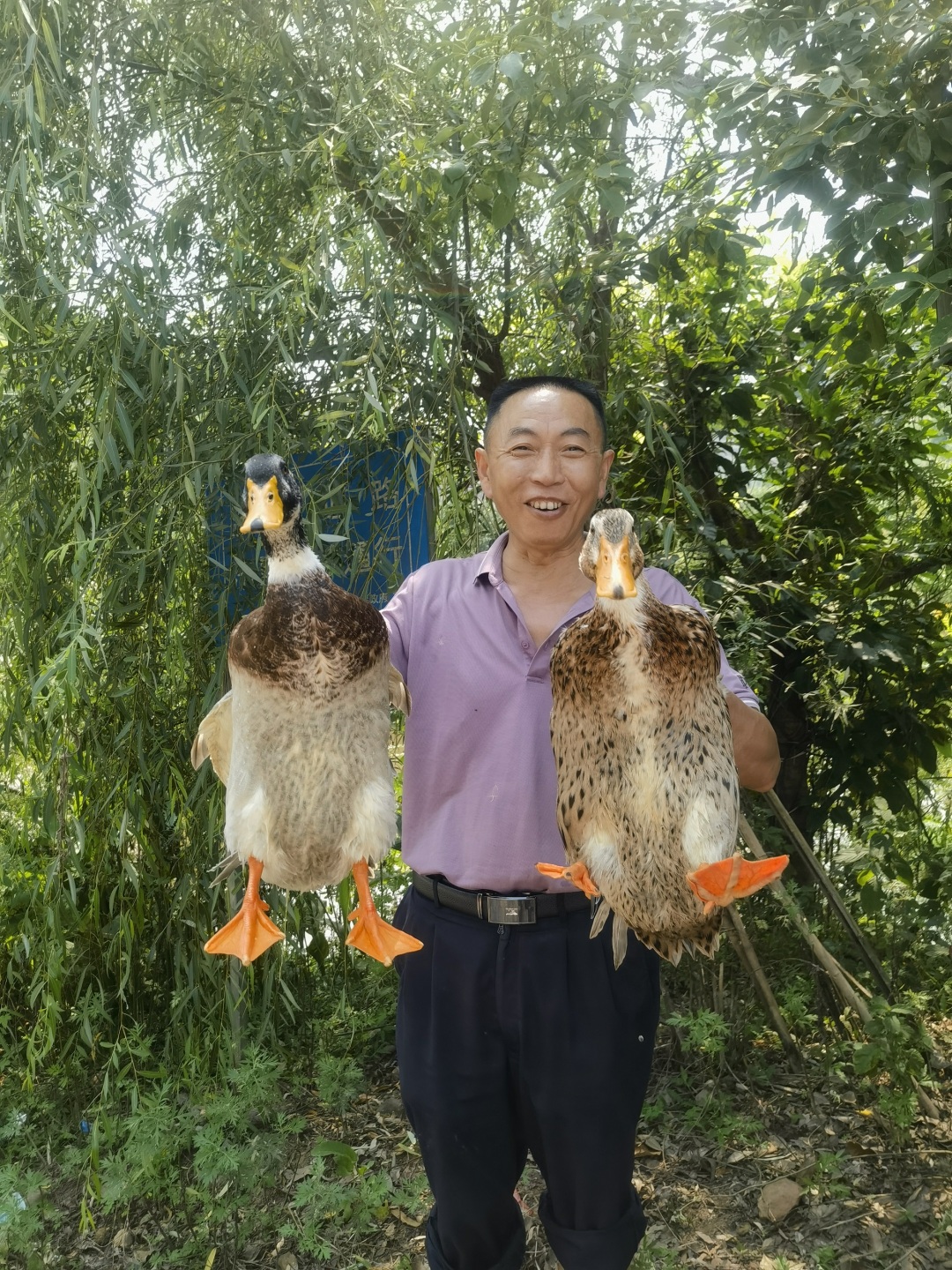 村民展示即將送上山貨節的土鴨。.jpg