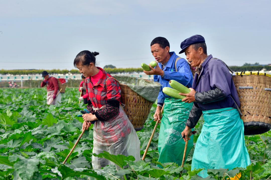 工人正在采摘西葫蘆。 (1).jpg
