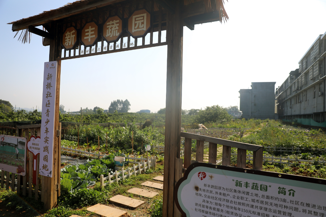 新橋社區共享菜園。