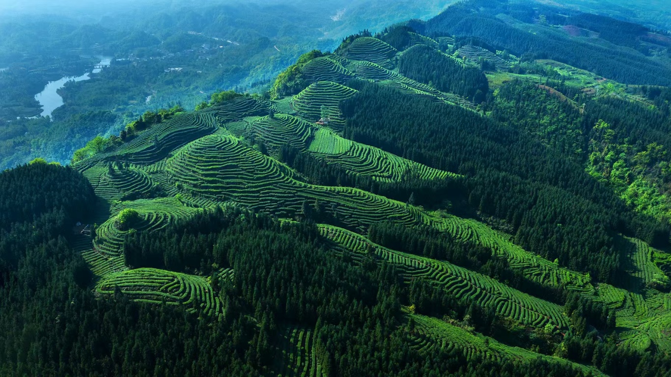 綠色洪雅.jpg