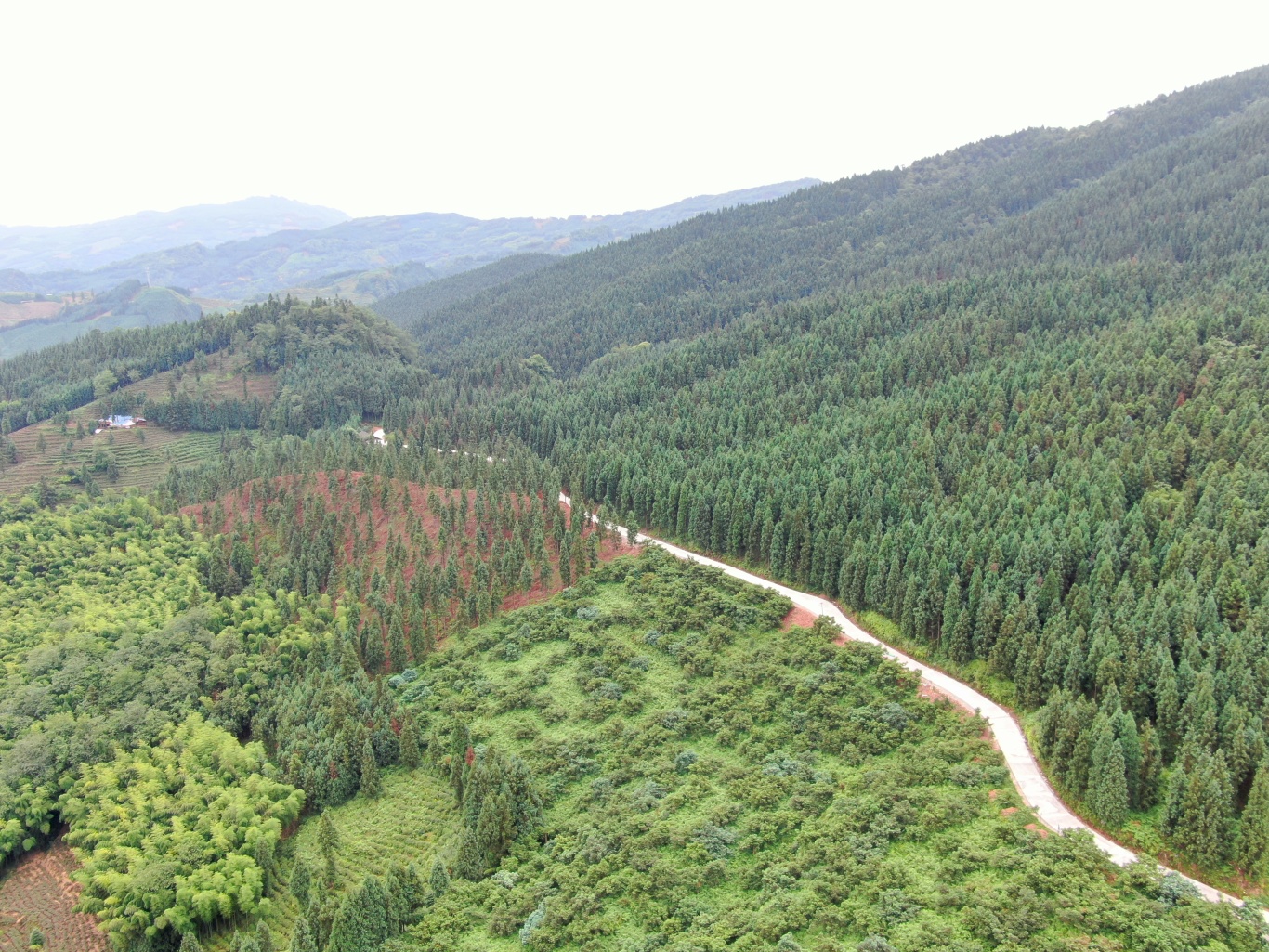 洪雅縣國有林場儲備林項目現場。 唐磊 攝.jpg