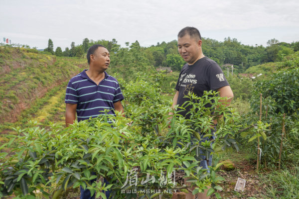 楊柳漕村第一書記何勇（右）與藤椒種植基地業主交談。