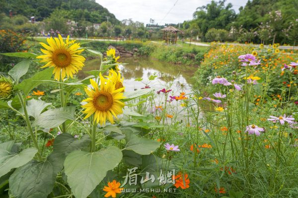 楊柳漕村村級公園一隅。
