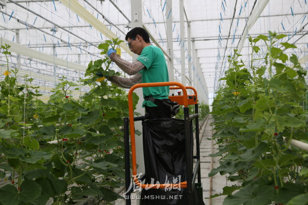 （西南）智慧農業園大棚內植保作業。