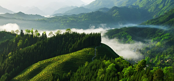 瓦屋山復興茶山。.jpg