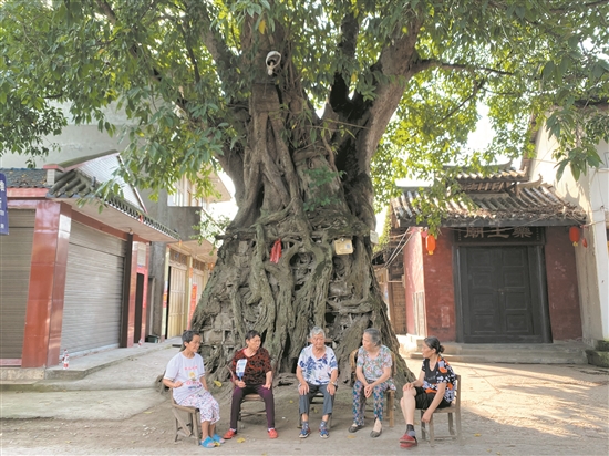 當地老人們在古樹下乘涼。.jpg