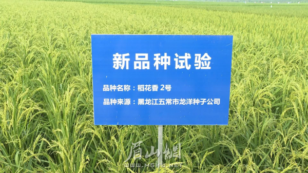 加快優(yōu)質(zhì)、高產(chǎn)水稻新品種的推廣應(yīng)用，確保糧食生產(chǎn)穩(wěn)中有進(jìn)。