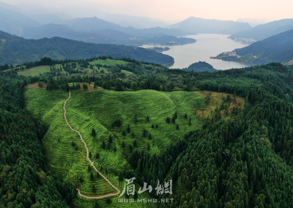 洪雅縣瓦屋山鎮復興村的高山茶園。