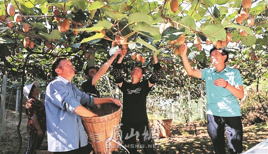 丹棱縣張場鎮岐山村村民們正在采摘獼猴桃。
