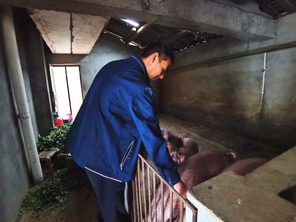 姜代華正在照料豬崽。