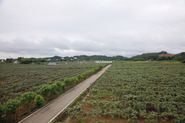 悅園村著力打造萬畝獼猴桃基地。