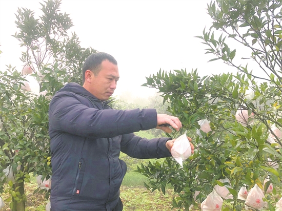 江虎在自家果園里忙碌。.jpg