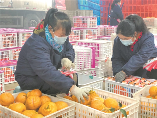 村民將柑橘打包、裝箱。.jpg
