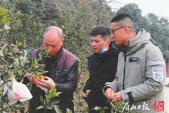 農技員指導柑橘管護。