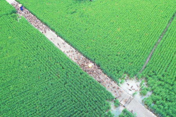 好味道水稻專業合作社推行生態種養模式。 姚永亮  攝