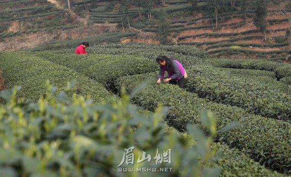 洪雅縣止戈鎮青杠坪村的茶農在采摘、制作春茶。姚永亮 攝