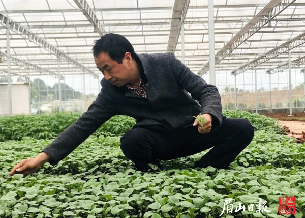  育秧忙。