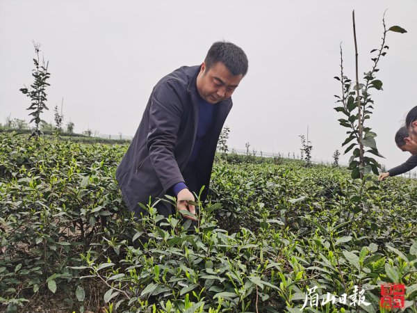 付志洪查看春茶生長情況。