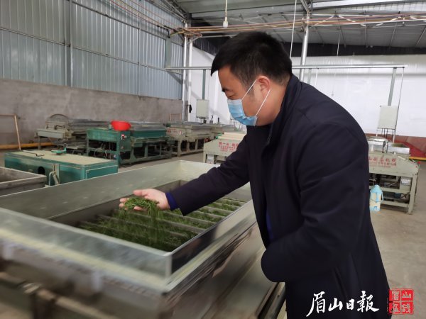  付志洪查看茶葉品質。