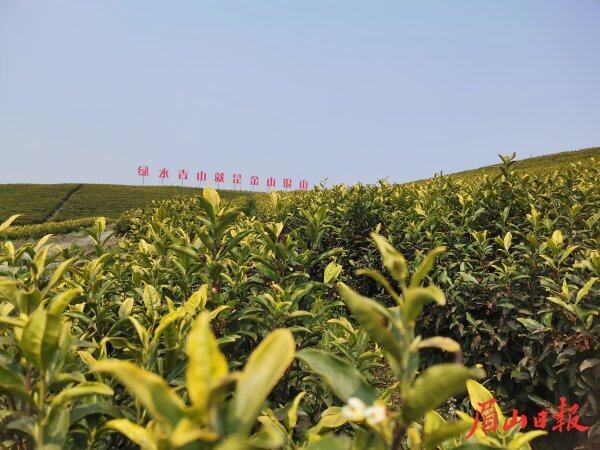  東坡區思蒙鎮工農村黃金茶產業園。