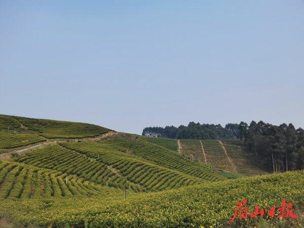 茶山延綿。