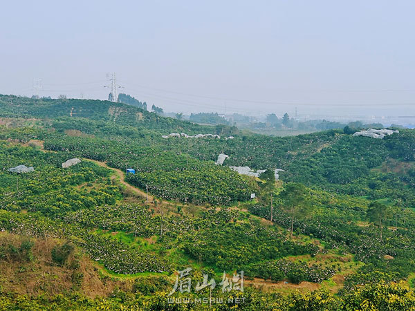 獅子村柑橘產(chǎn)業(yè)興旺。.jpg