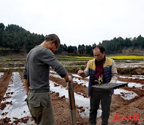 鐘約奎（右）在田間指導農民高質量種植玉米。（楊鵬 攝）