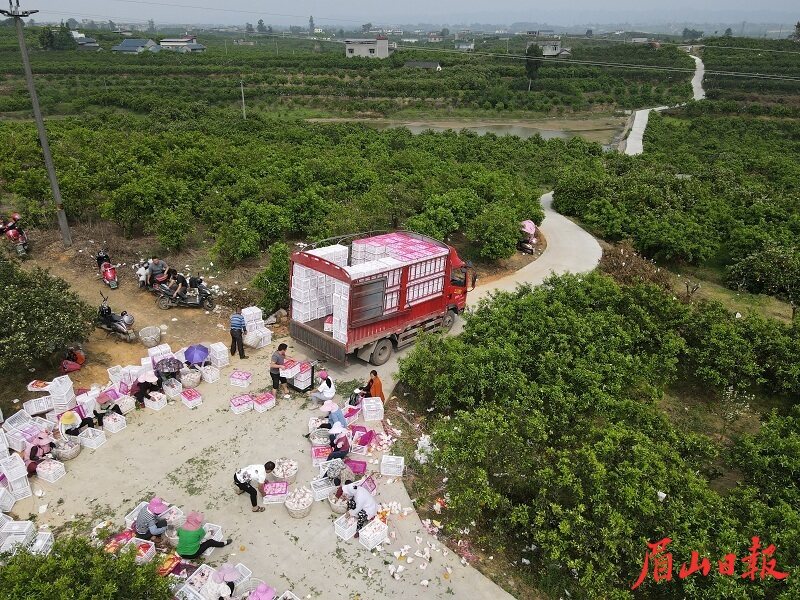 產業便道建成后，卡車開到了果園里。