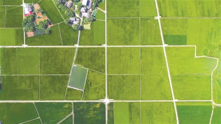 成片的稻田。眉山日?qǐng)?bào)全媒體記者 廖波 攝