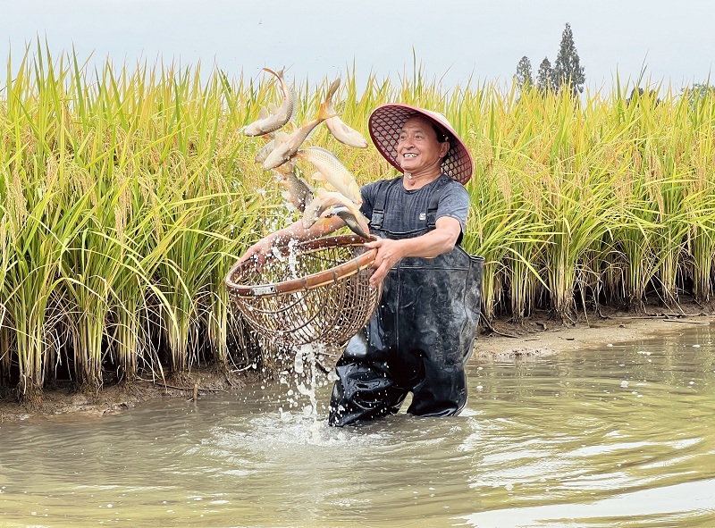 水稻豐收，東坡區的稻田魚也到了銷售旺季王允浩.jpg