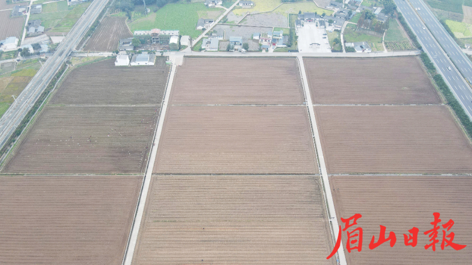  田間栽種忙。