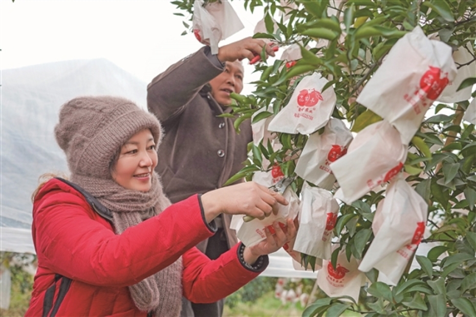 王學蓮正在采摘柑橘。