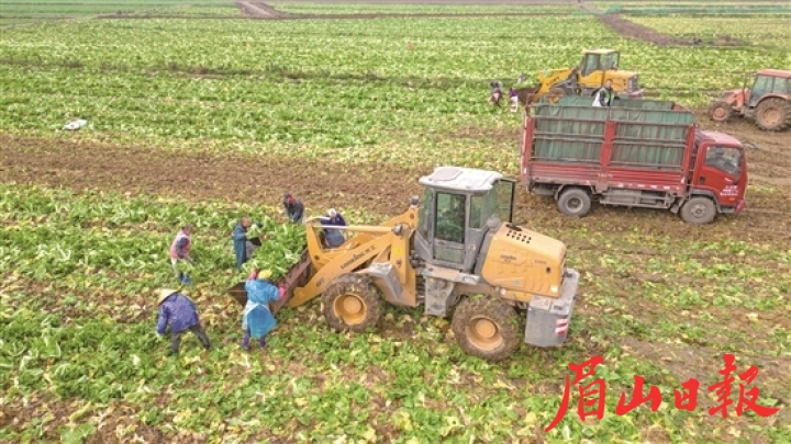 公義鎮欣榮村300畝青菜迎來豐收。