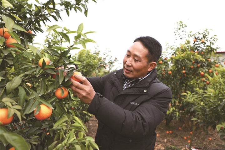 夏光華察看柑橘長勢。