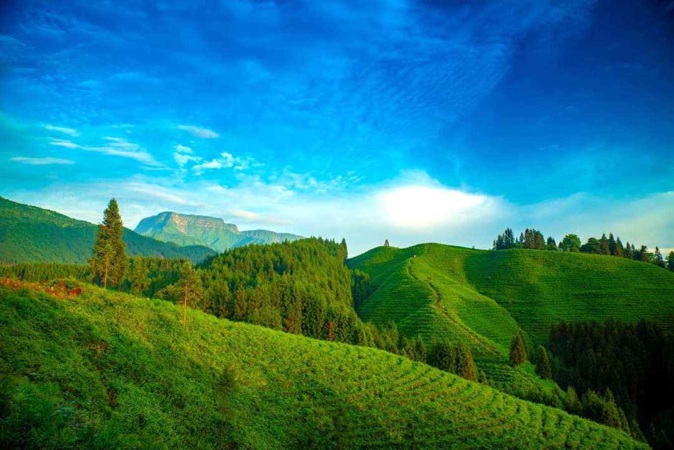 瓦屋山鎮復興村茶山 楊巍 攝